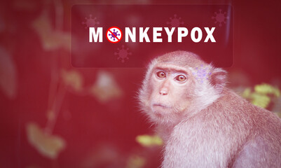 Monkeypox outbreak concept. Monkeypox is caused by monkeypox virus. Monkeypox is a viral zoonotic disease. Virus transmitted to humans from animals. Monkeys may harbor the virus and infect people. - obrazy, fototapety, plakaty