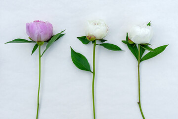 Delicate white and pink peonies isolated on white background.