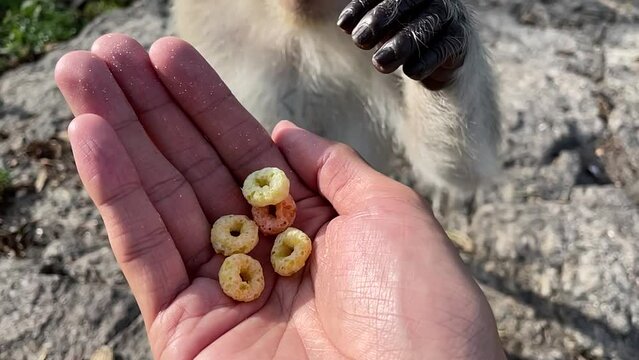 Monkey hand grabbing crispy snack cracker from person&rsquo;s hand outdoor nature view sunny day. Slow motion male hand feeding hungry monkey fingers touching food. Beautiful scenery landscape 