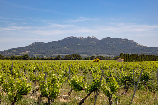 View Of Flowering Vines In France