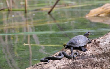 Snake and terrapin basking together peacefully