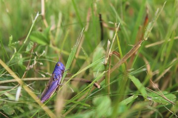 grasshopper on a blade of grass