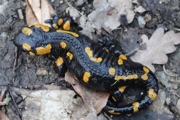 Salamanders back on black backround