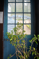 Tea plant grows next to the blue window in Sri Lanka