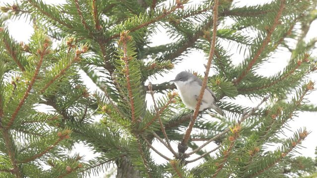 Perched Lesser whitethroat, Sylvia curruca cleaning its beak and leaving