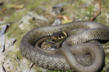 A snake having his dinner.