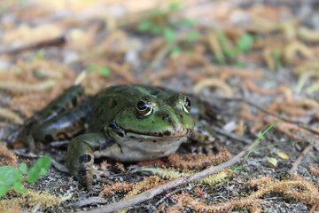 A frog sitting next to a lake. 