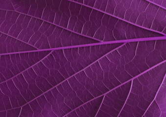 Fototapeta na wymiar Purple violet leaf texture background. leaf closeup fantastic color