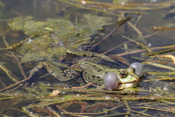 Male frog singing for females in the middle of the pond