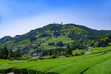 Obraz premium 静岡県掛川市東山の茶畑