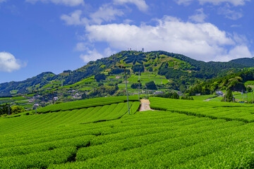 Fototapeta na wymiar 静岡県掛川市東山の茶畑
