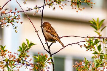 A sparrow in Samarskaya Luka National Park!
