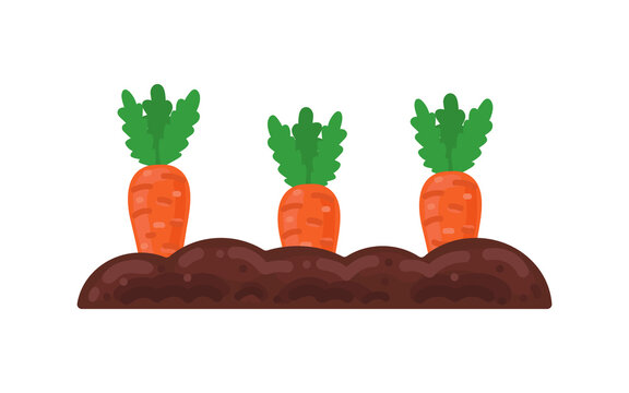 Vector Vegetable Garden Isolated On A White Background. Illustration Of Mature Growing Carrots In The Garden On The Garden Bed. Carrot Icon On The Garden Bed For Gardening Or Farm.