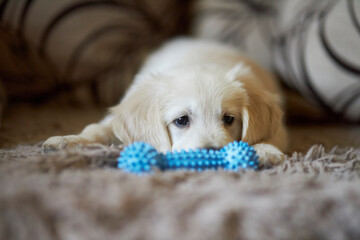 golden retriever puppy. Cute golden retriever puppy. 