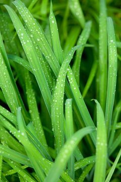 Tall grass with water drops after rain in the garden. Summer rain, Green leaves of a plant with raindrops. Macro photo, top view