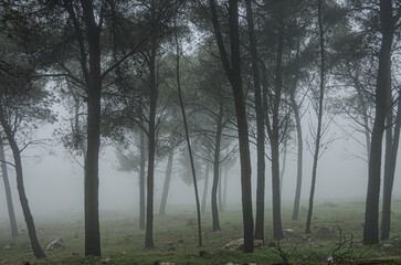 Pines forest in heavy fog, in winter on top of Mount Canaan, located above the city of Safed in Upper Galilee, Northern District of Israel, Israel	
