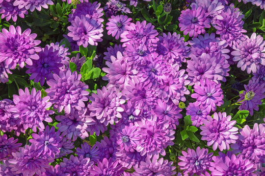 Floral background. Beautiful purple Chrysanthemum flowers in garden