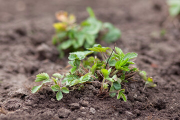 Young strawberry bush in the ground. nature photography, side view