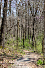 Obraz premium path in the forest