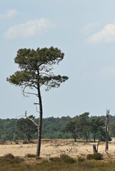 Fototapeta premium tree in the desert