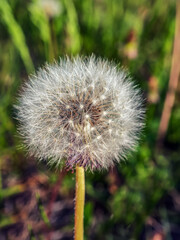 The seedhead of the ripe dandelion. Close-up