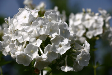 Solar summer morning.Pure white inflorescences of a phlox paniculata against the background of the...