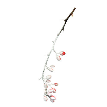 Winter frozen tree branch Photo element s, Photoshop element , pine icy snow branch, png