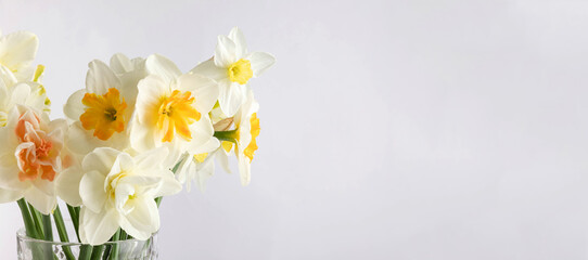 Fototapeta na wymiar white daffodil on white background. Conceptual banner with narcissus with copy space