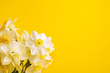 white daffodil on yellow background. Conceptual banner with narcissus with copy space