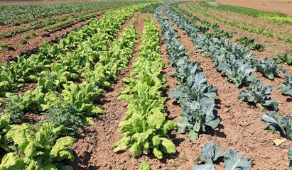 Fototapeta na wymiar Organic cultivated field with lettuce, cabbage and other vegetables. Long rows, background and texture.
