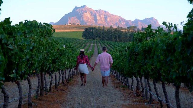 Vineyard landscape at sunset with mountains in Stellenbosch, near Cape Town, South Africa. wine grapes on the vine in a vineyard, couple man and woman walking in Vineyard in Stellenbosch South Africa