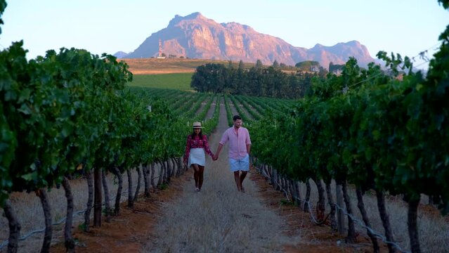 Vineyard landscape at sunset with mountains in Stellenbosch, near Cape Town, South Africa. wine grapes on the vine in a vineyard, couple man and woman walking in Vineyard in Stellenbosch South Africa
