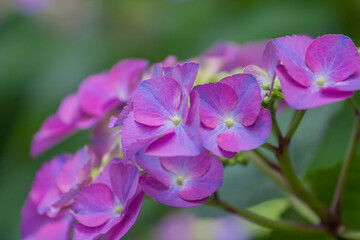 Fototapeta na wymiar 花　紫陽花　植物　淡い紫のアジサイ　淡い緑とアジサイ　ピンクのアジサイ　白　あじさい