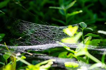 spider on web