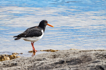 The Eurasian oystercatcher (Haematopus ostralegus) also known as the common pied oystercatcher, or palaearctic oystercatcher,[2] or (in Europe) just oystercatcher,Northern Norway,scandinavia,Europe