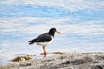 The Eurasian oystercatcher (Haematopus ostralegus) also known as the common pied oystercatcher, or...