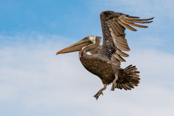 Brown pelican spreading its wings before landing