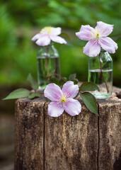 Beautiful spring floristic arrangement with white and rosa clematis flowers in small glass vases on old tree stump in the garden. (Clematis montana) Copy space.