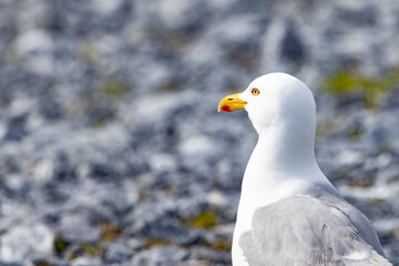 The herring gull,Northern Norway,scandinavia,Europe