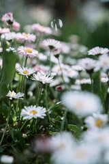 daisies in a chamomile field
