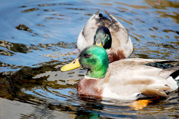 Male Mallard Ducks Swimming in the Ocean on a Sunny Day	