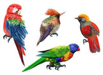 collection of tropical birds