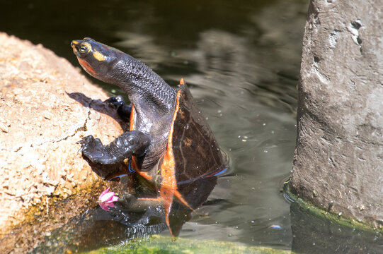 turttle sitting on a rock