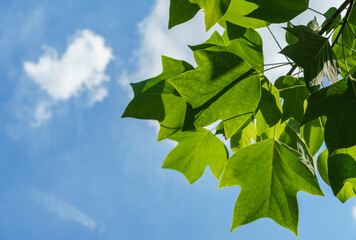 Dark green leaves of a tulip tree against the blue sky in focus edged with blurred green leaves in...