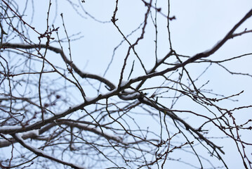 Fototapeta na wymiar jour de neige - branches