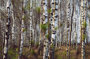 tree trunk in the forest