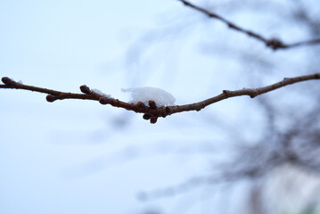 jour de neige - branches