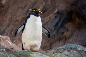 penguin on the rocks