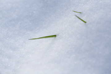 jour de neige - brins d'herbe