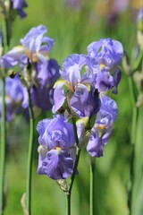Blue irises in the park on a blurry background